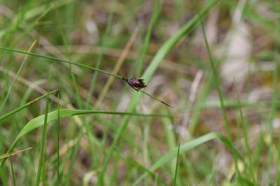 <i>Schoenus nigricans</i>