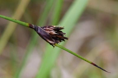 <i>Schoenus nigricans</i>