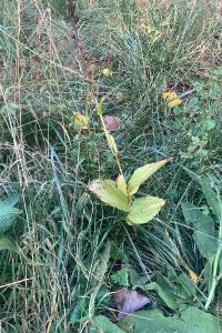 <i>Epipactis helleborine</i>