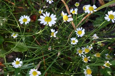 <i>Matricaria chamomilla</i>
