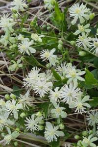 <i>Clematis vitalba</i>