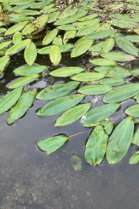 LAHOREAU