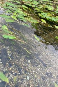 LAHOREAU