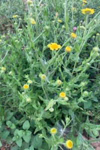 <i>Pulicaria dysenterica</i>