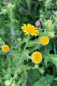 <i>Pulicaria dysenterica</i>