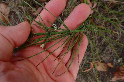 <i>Equisetum arvense</i>