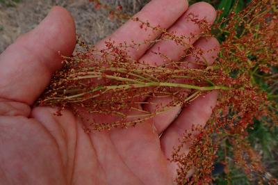 <i>Rumex thyrsiflorus</i>
