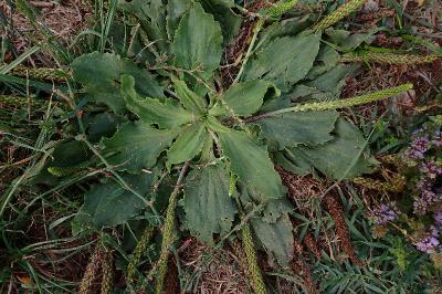 <i>Plantago major</i>