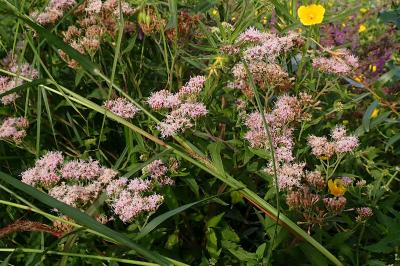 <i>Eupatorium cannabinum</i>