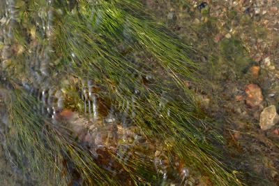 <i>Ranunculus fluitans</i>