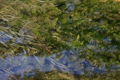 <i>Elodea densa</i>
