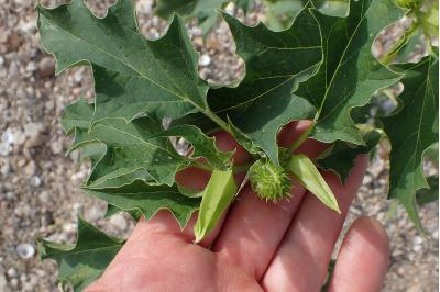<i>Datura stramonium</i>