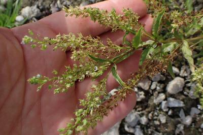 <i>Veronica anagallis-aquatica</i>