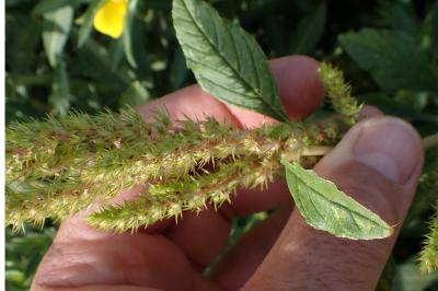 <i>Amaranthus powellii</i>