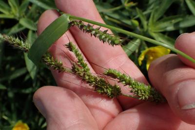<i>Echinochloa crus-galli</i>