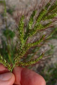 <i>Echinochloa crus-galli</i>