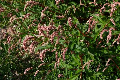 <i>Persicaria lapathifolia</i>