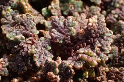 <i>Azolla filiculoides</i>
