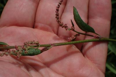 <i>Atriplex prostrata</i>