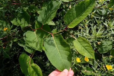<i>Reynoutria japonica</i>
