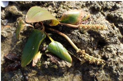 <i>Potamogeton nodosus</i>