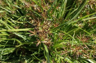 <i>Cyperus fuscus</i>