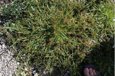 <i>Cyperus fuscus</i>