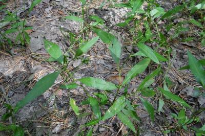 <i>Persicaria hydropiper</i>