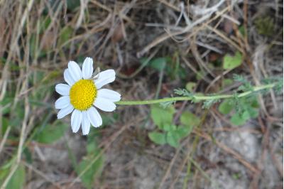 <i>Chamaemelum nobile</i>