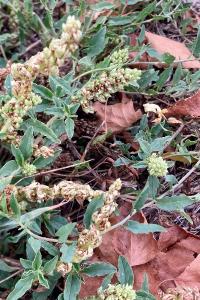 <i>Amaranthus deflexus</i>