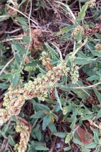 <i>Amaranthus deflexus</i>