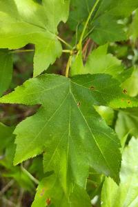 <i>Torminalis glaberrima</i>