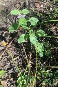 <i>Mentha arvensis</i>