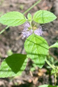 <i>Mentha arvensis</i>