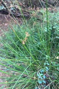 <i>Juncus effusus</i>