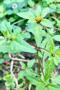 <i>Bidens tripartita</i>