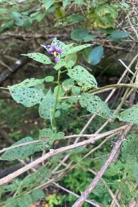 <i>Solanum dulcamara</i>