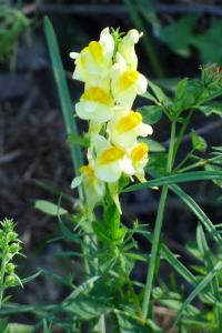 <i>Linaria vulgaris</i>
