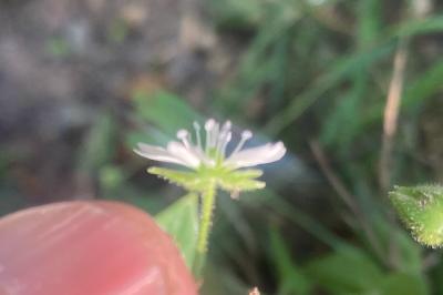<i>Stellaria aquatica</i>