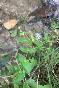 <i>Stellaria aquatica</i>