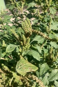 <i>Amaranthus retroflexus</i>