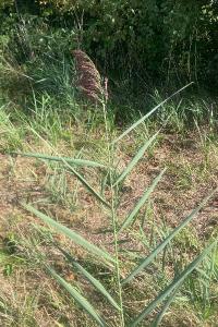 <i>Phragmites australis</i>