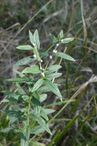 <i>Lithospermum officinale</i>