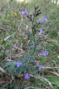 <i>Clinopodium nepeta</i>