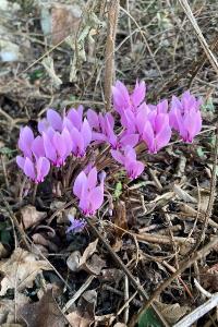 <i>Cyclamen hederifolium</i>