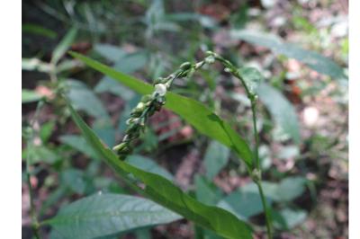 <i>Persicaria hydropiper</i>