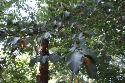 <i>Fagus sylvatica</i>