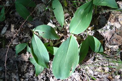 <i>Convallaria majalis</i>