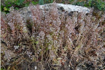 <i>Sedum cepaea</i>