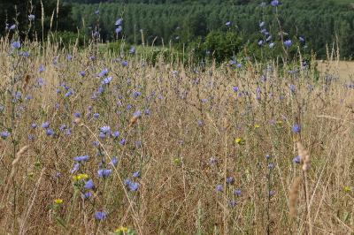 <i>Cichorium intybus</i>